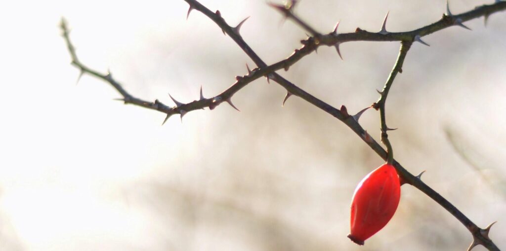 Anxiety, Distress – or a Blessing in Disguise?